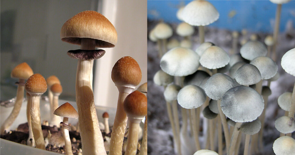 Uso medicinais do cogumelos Psilocybe cubensis e Panaeolus cyanescens