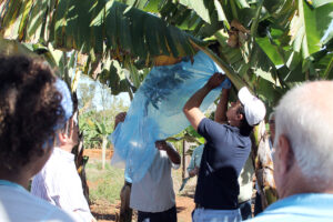 Exemplo de capacitação: “Cultivo da Banana”, pelo terceiro ciclo de palestras sobre a fruticultura da Casa de Agricultura, regional de Limeira